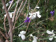 ano Provenzana-Viola aetnensis 20100606 104